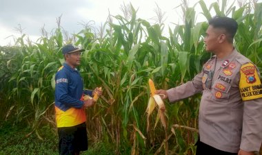 Pastikan-Panen-Jagung-Berhasil,-Kanit-Binmas-Polsek-Krembung-Turun-ke-Lahan-Pertanian